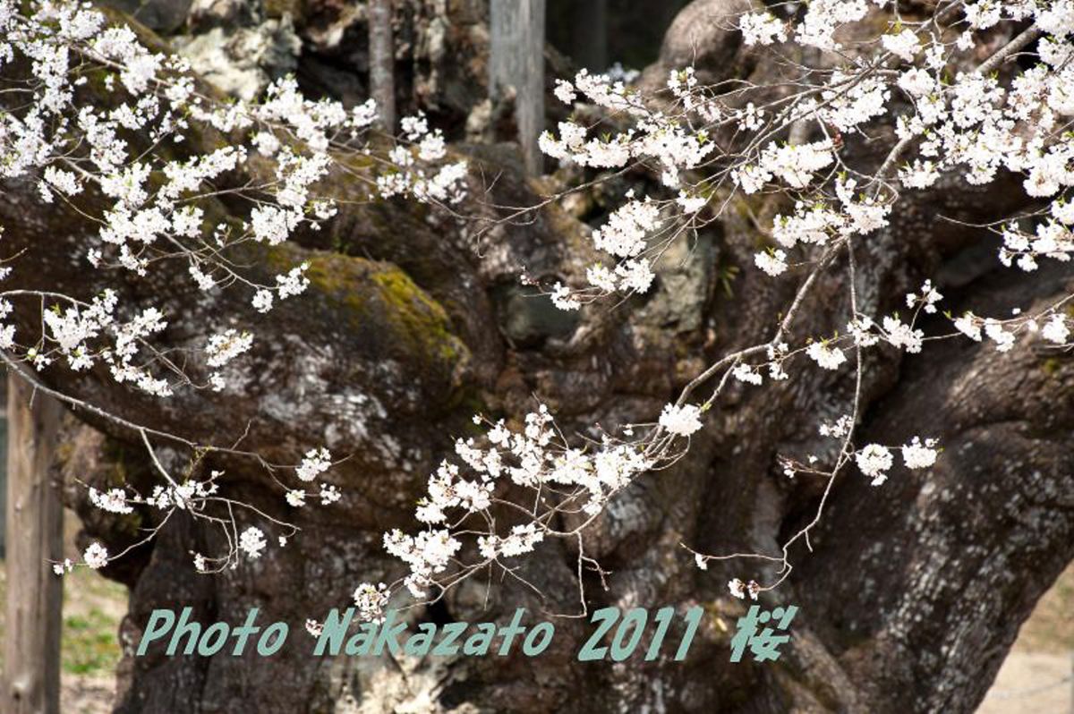 薄墨桜